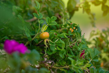Close-up photo of a rose hip. Ripening orange-yellow fruit nestled among lush green leaves. Background is softly blurred, highlighting the sharp details of the foliage and fruit in the foreground. 