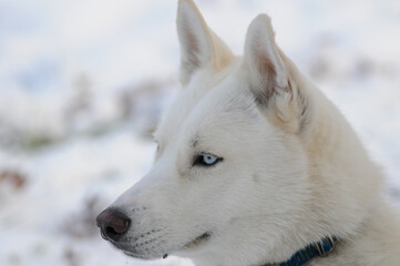 Portrait of a white Siberian husky dog in profile view