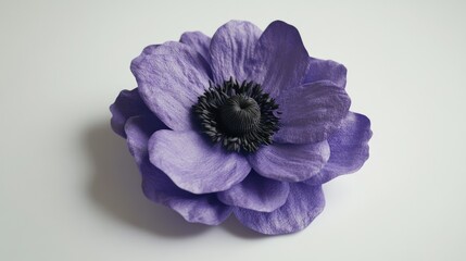 Obraz premium Purple Flower Bloom on White Background