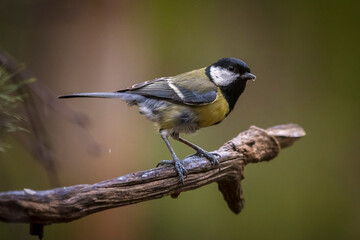 Great tit Parus major bird closeup baing