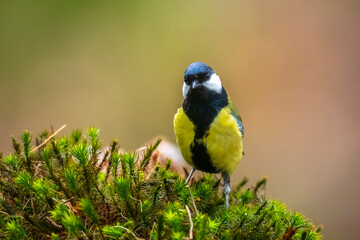 Fototapeta premium Great tit Parus major bird closeup