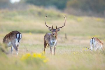 Fallow deer stag Dama Dama in a forest