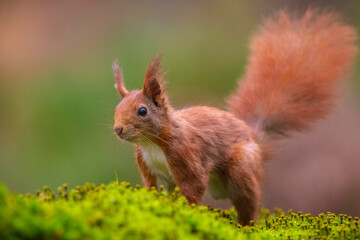 Eurasian red squirrel, Sciurus vulgaris, in a forest