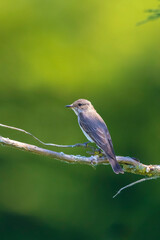 Closeup of a spotted flycatcher bird, Muscicapa striata, perching on a branch, singing.