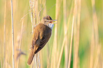 Close up of a great reed warbler, acrocephalus arundinaceus, bird singing in reeds