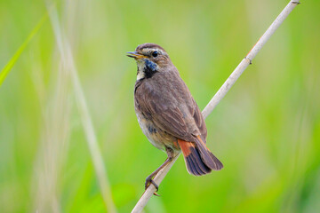 Closeup of a blue-throat bird Luscinia svecica cyanecula singing
