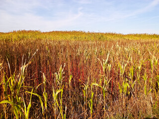 Mais auf den Feld bestimmt für die Biogasanlage