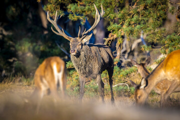 Male red deer, cervus elaphus, rutting during sunset