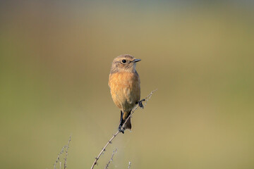 Female Stonechat, Saxicola rubicola, bird singing