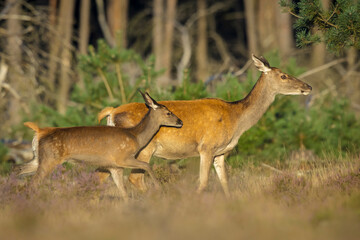 Female Red Deer doe or hind, Cervus elaphus