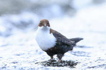 Northern white-throated dipper, cinclus cinclus cinclus, foraging in water
