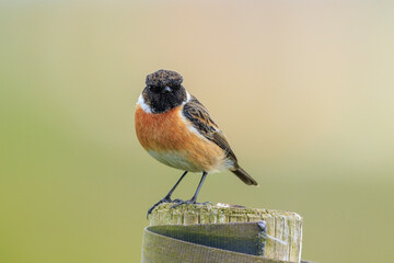 Male Stonechat, Saxicola rubicola, bird singing