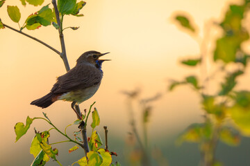Closeup of a blue-throat male bird, Luscinia svecica cyanecula, singing
