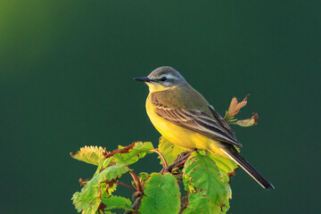 Closeup of a male western yellow wagtail bird Motacilla flava singing