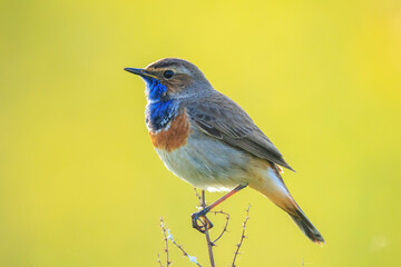Closeup of a blue-throat male bird Luscinia svecica cyanecula singing
