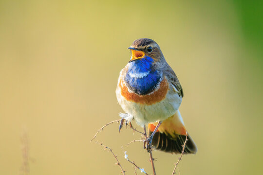 Closeup of a blue-throat male bird Luscinia svecica cyanecula singing
