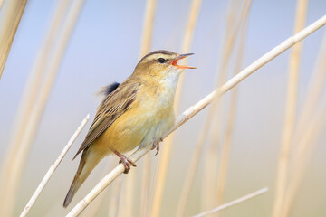 Sedge Warbler, Acrocephalus schoenobaenus, singing