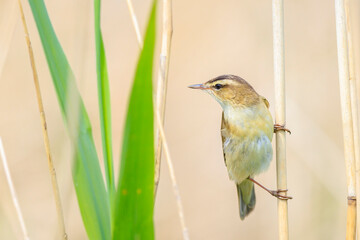 Sedge Warbler, Acrocephalus schoenobaenus, singing