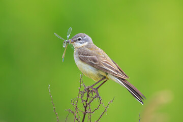 Western yellow wagtail female bird Motacilla flava hunting for prey
