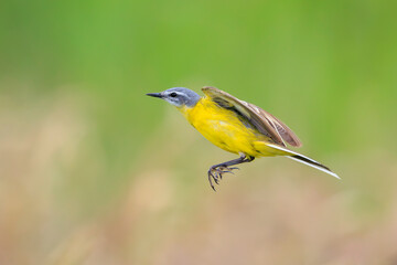 Closeup of a male western yellow wagtail bird Motacilla flava perched