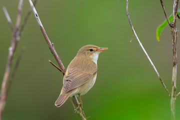 Marsh warbler, Acrocephalus palustris, singing bird