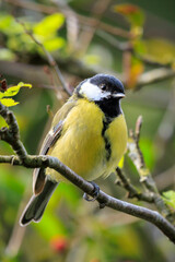 Great tit Parus major bird closeup