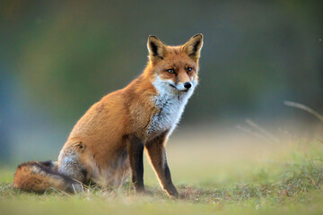 Fototapeta premium Wild red fox, vulpes vulpes, foraging in a meadow