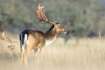 Fallow deer stag Dama Dama in a meadow