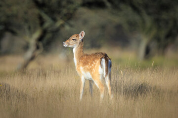 Fallow deer fawn Dama Dama in Autumn