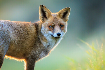 Wild red fox, vulpes vulpes, foraging in a meadow