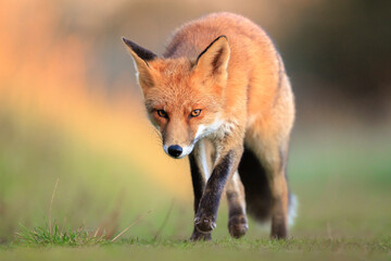 Wild red fox, vulpes vulpes, foraging in a meadow