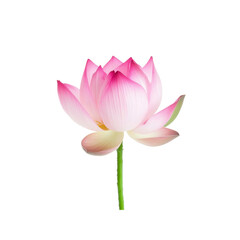 Pink Lotus Flower Isolated on White Background