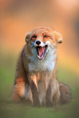 Wild red fox, vulpes vulpes, foraging in a meadow