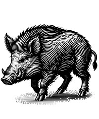 wild boar isolated