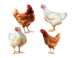 Chicken, Full body of brown chicken hen standing isolated transparent background, Laying hens farmers concept. PNG File