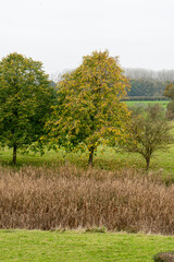 Fototapeta premium Vibrant Autumn Path Through Misty Countryside