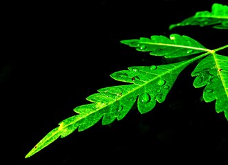 Airdrops green leaf on black background