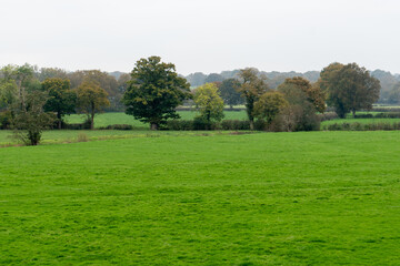 Colorful Autumn Landscape with Misty Forest Path