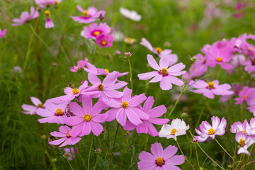 風に揺れるコスモス