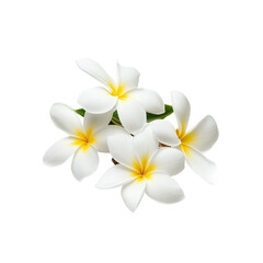 Obraz premium Closeup of Frangipani Flowers with White Petals and Yellow Centers