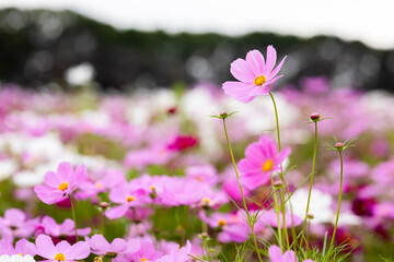 風に揺れるコスモス