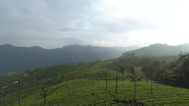 OOTY Tea Garden