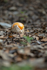 The image shows an Amanita caesarea, known as Caesar's mushroom, a prized edible fungus with a distinctive orange cap emerging from its volva on the forest floor.
