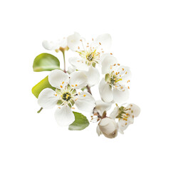 Fototapeta premium Close-up of White Cherry Blossoms in Full Bloom