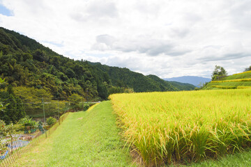 Farm with ears of rice just before the fall harvest, cloudy skies