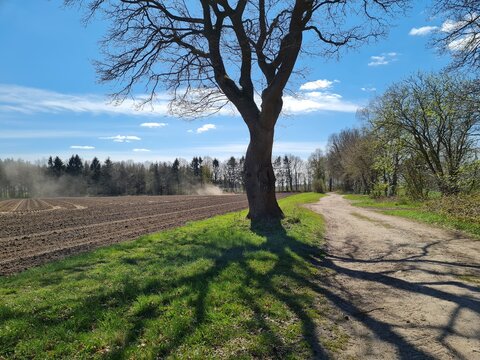 Baum am alten Kirchweg nach Wiegersen, Bauer pfl&uuml;gt Feld