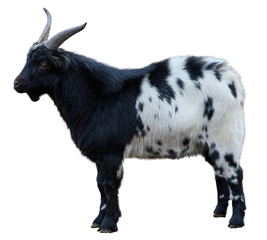 Black white domestic goat with horns on isolated background