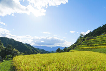 Blue autumn sky, rice fields, ears of rice just before harvest