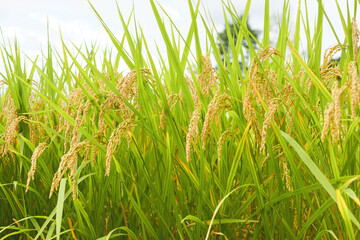 Ears of rice just before harvest, glistening in the sunlight
