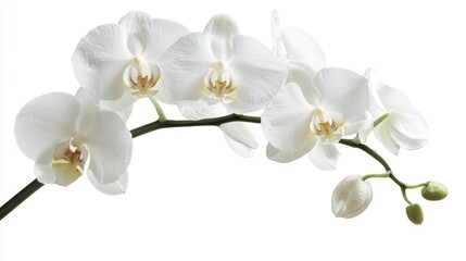 A close-up shot of a single white flower on its stem, great for use in designs and compositions where a simple yet elegant floral element is needed